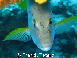 Taken in Cozumel, Mexico. by Franck Tetard 